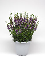 Load image into Gallery viewer, Angelonia, Angel Dance, Violet Bicolor