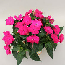 Load image into Gallery viewer, Hanging Basket Sunpatiens, Vigorous Rose Pink