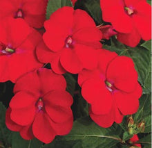 Load image into Gallery viewer, Sunpatiens Vigorous Red