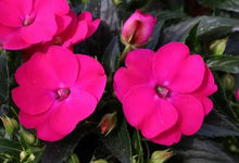 Load image into Gallery viewer, Sunpatiens Vigorous Rose Pink