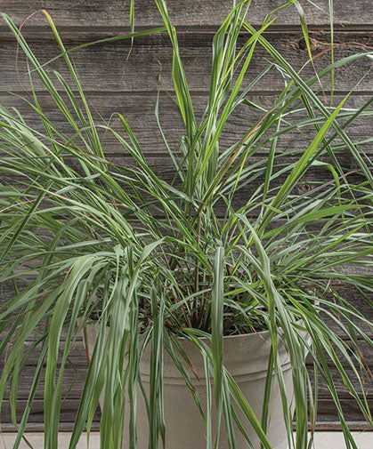 Lemon Grass (Eastern Indian)