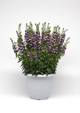 Load image into Gallery viewer, Angelonia, Angel Dance, Violet Bicolor
