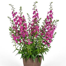 Load image into Gallery viewer, Angelonia, Guardian Angel Berry Sparkle
