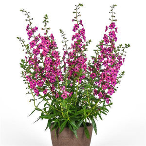 Angelonia, Guardian Angel Berry Sparkle