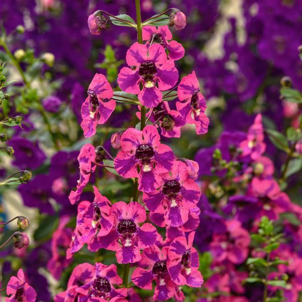 Angelonia, Guardian Angel Berry Sparkle