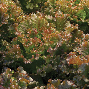 Lettuce,  Mix :Green Leaf Starfighter, Red Leaf Ruby Sky