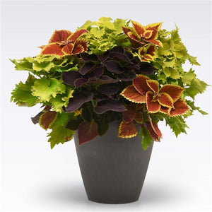 Hanging Basket Combo/ Amped Up