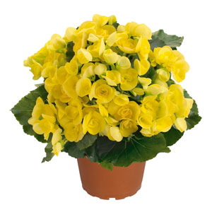 Begonia, Amsdel Blitz Yellow
