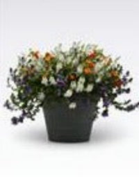 Hanging Basket Combo/ Bloom of Allegiance