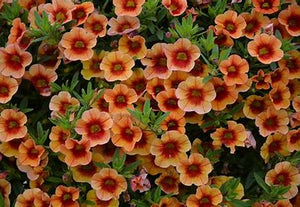 Hanging Basket Calibrachoa, Minifamous Neo Orange Red Eye