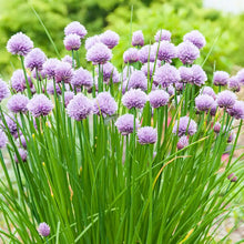 Load image into Gallery viewer, Chives
