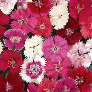 Dianthus, Ideal Select Mix