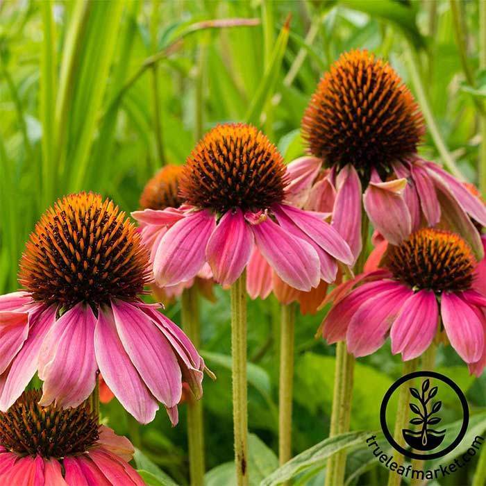 Echinacea, Pow Wow Wild Berry