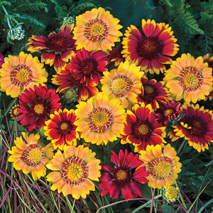 Gaillardia, Arizona Sun Mix