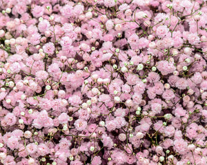 Gypsophila, Pacifica Pink
