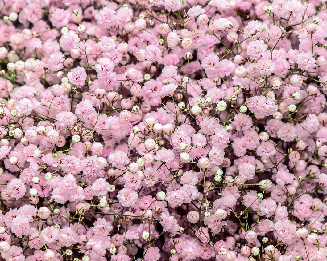Gypsophila, Pacifica Pink