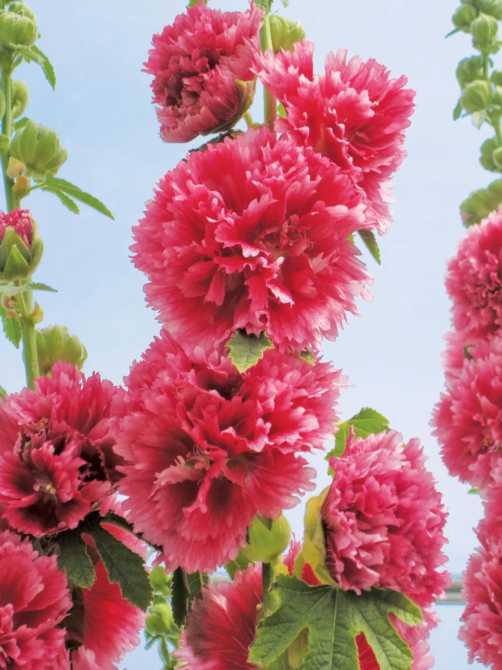 Hollyhock, Chater's Pink