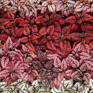 Hypoestes, Splash Select Mix