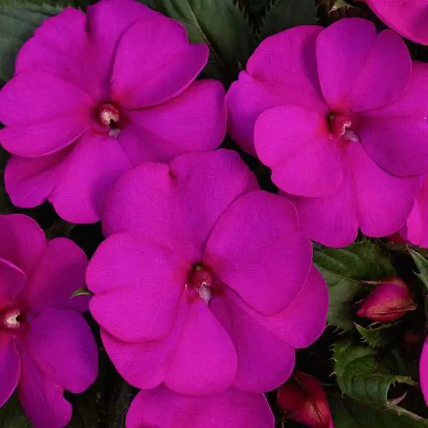 Sunpatiens, Compact Purple