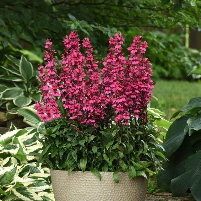 Lobelia, Starship Rose