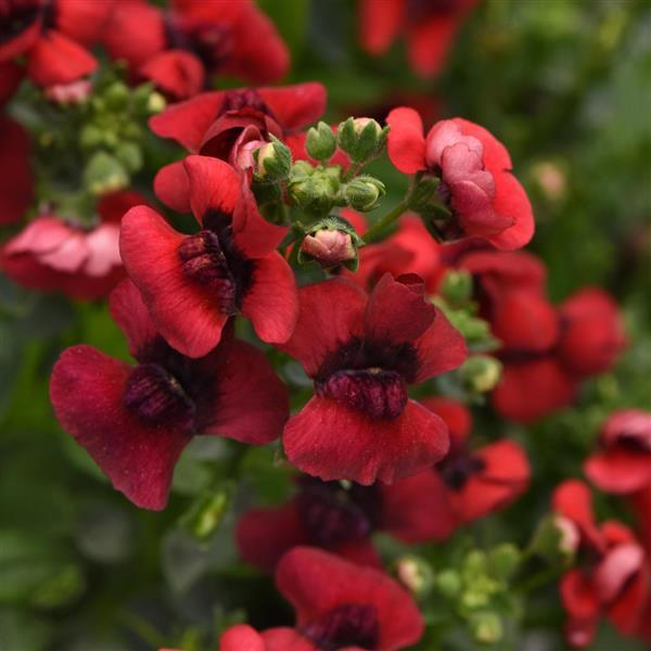 Nemesia, Whimsey Red