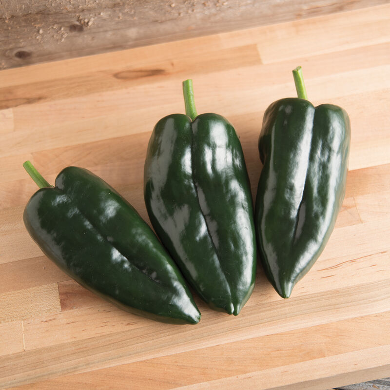 Pepper Poblano