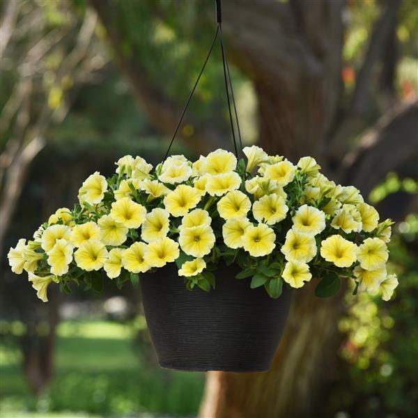 Hanging Basket Petunia, Bees Knees