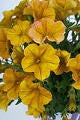 Hanging Basket Petchoa, SuperCal Yellow Sun
