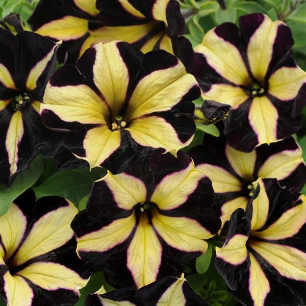 Hanging Basket Petunia, Slingshot Phantom