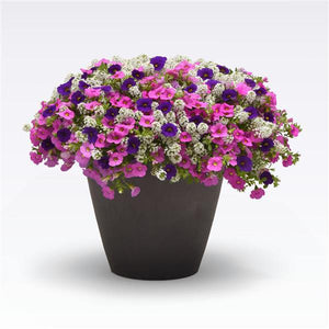 Hanging Basket Combo/ Shoot the Breeze