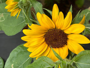 Sunflower, Dwarf Smiley