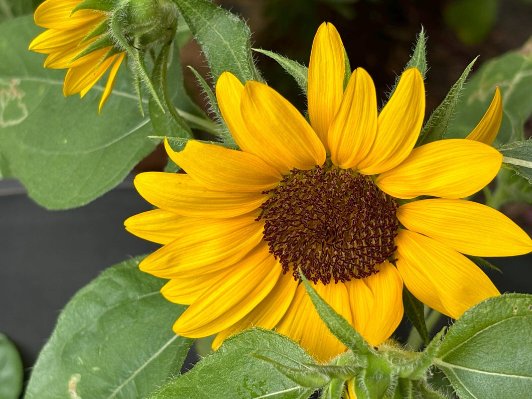 Sunflower, Dwarf Smiley