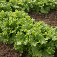 Load image into Gallery viewer, Lettuce,  Mix :Green Leaf Starfighter, Red Leaf Ruby Sky
