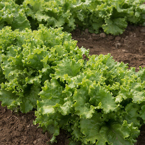 Lettuce,  Mix :Green Leaf Starfighter, Red Leaf Ruby Sky