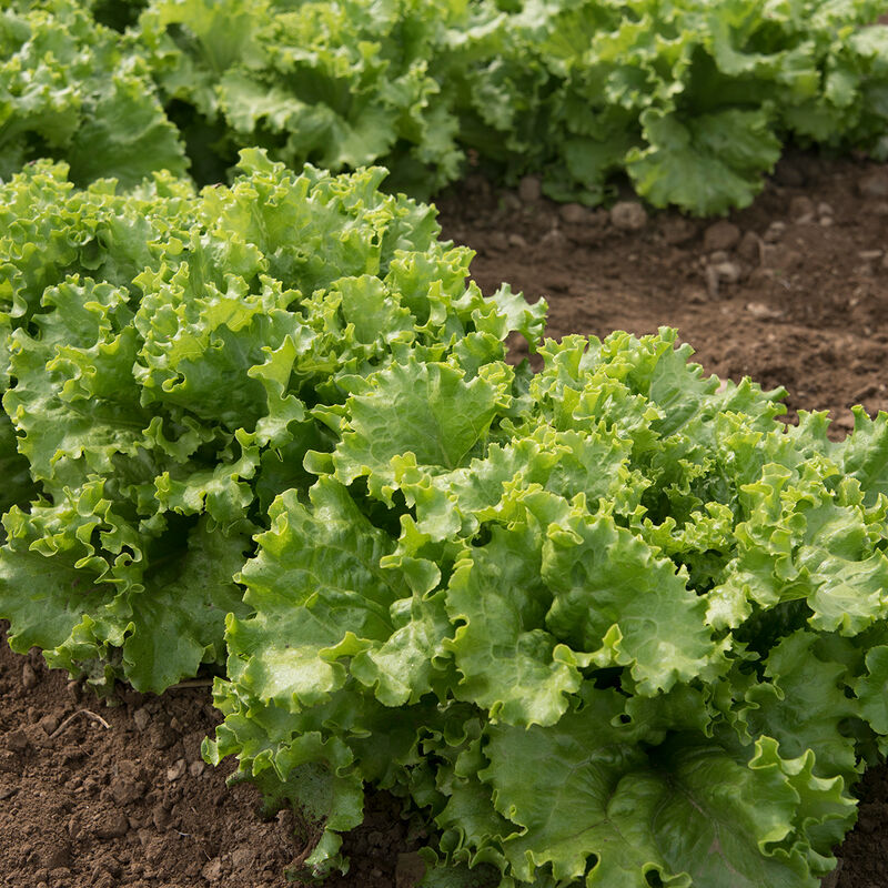 Lettuce,  Mix :Green Leaf Starfighter, Red Leaf Ruby Sky