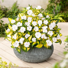 Load image into Gallery viewer, Hanging Basket Sunpatiens, Vigorous Tropical White
