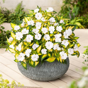 Hanging Basket Sunpatiens, Vigorous Tropical White
