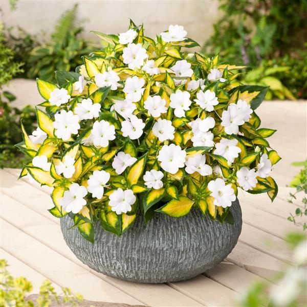 Hanging Basket Sunpatiens, Vigorous Tropical White