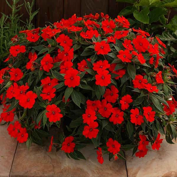 Hanging Basket Sunpatiens, Vigorous Red