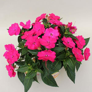 Hanging Basket Sunpatiens, Vigorous Rose Pink