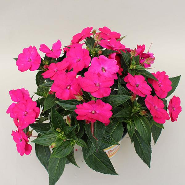 Hanging Basket Sunpatiens, Vigorous Rose Pink