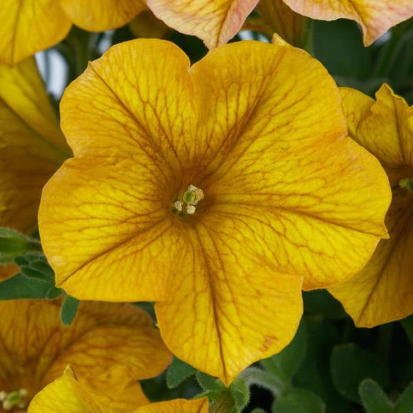 Hanging Basket Petchoa, SuperCal Yellow Sun