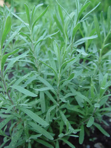 Tarragon
