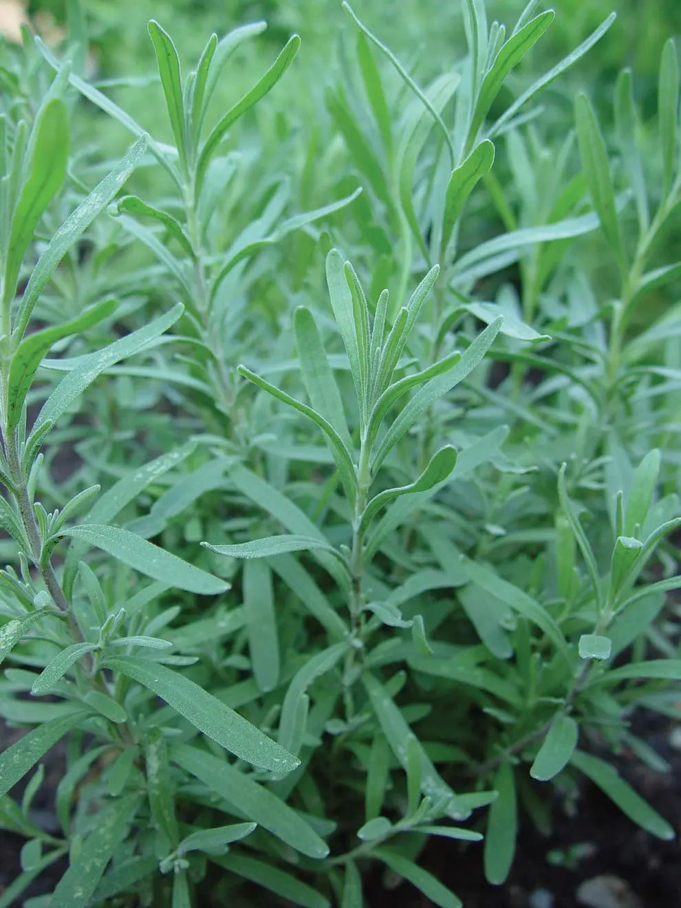 Tarragon