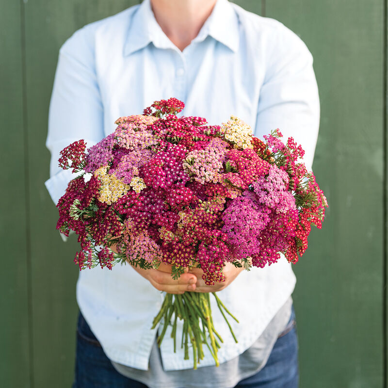 Yarrow, Flowerburst Red Shades