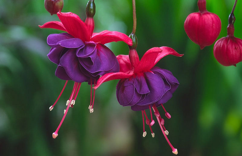 Hanging Basket Fuschia, Dark Eyes
