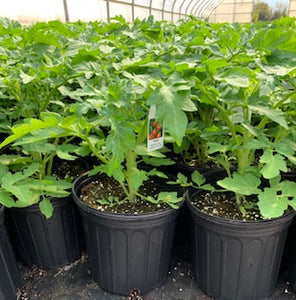 Patio Tomato - Husky Red