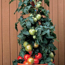 Load image into Gallery viewer, Patio Tomato - Husky Red
