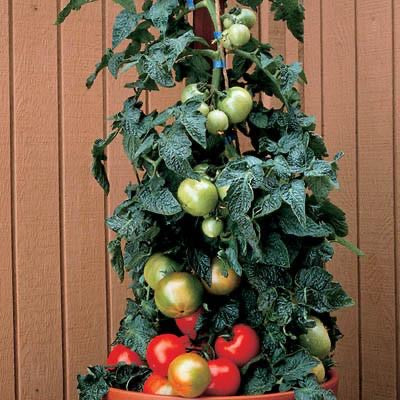 Patio Tomato - Husky Red