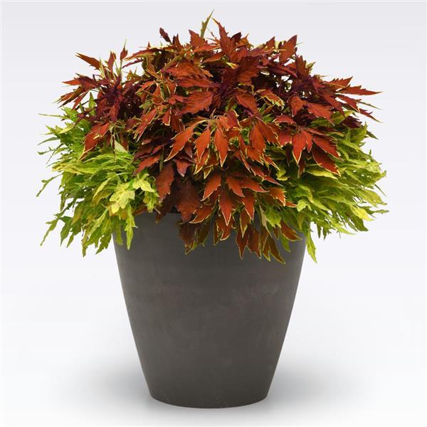 Hanging Basket Combo/  Fire and Spice